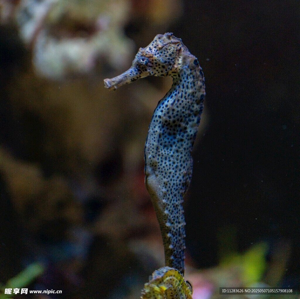 神秘海馬特寫