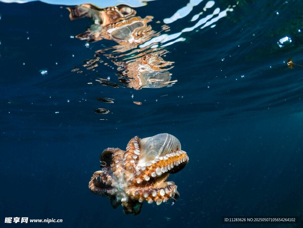 深海章魚 