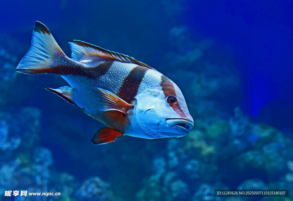 海洋中游動的彩色條紋魚