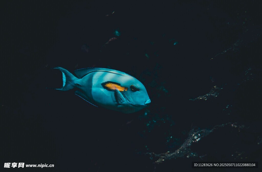 深海中的藍(lán)色小魚
