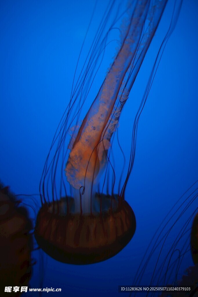 深海中游動的神秘水母