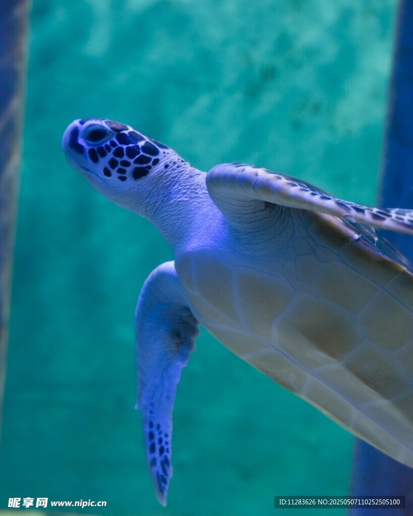 水中遨游的海龜