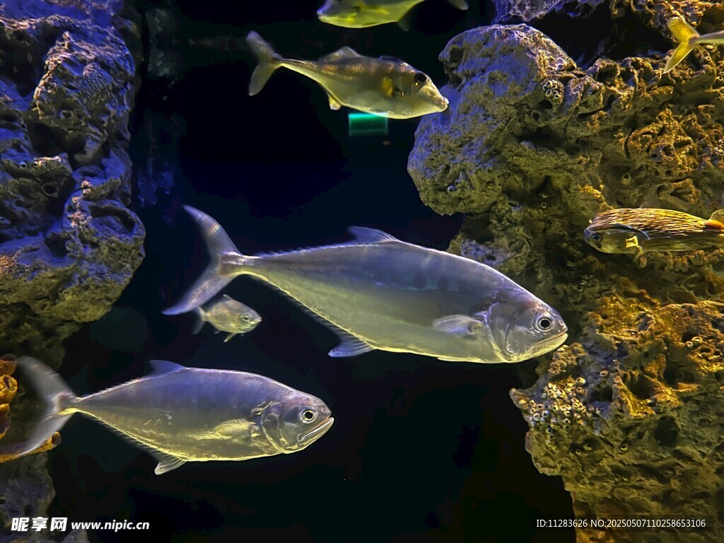 水族館中游動的銀色魚類
