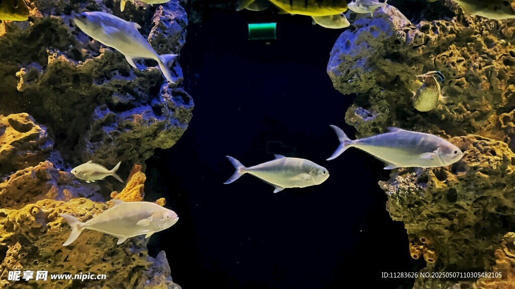 海洋中游弋的多彩小魚