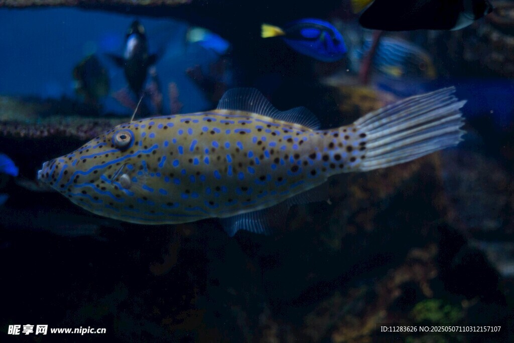 斑點魚在水中游動