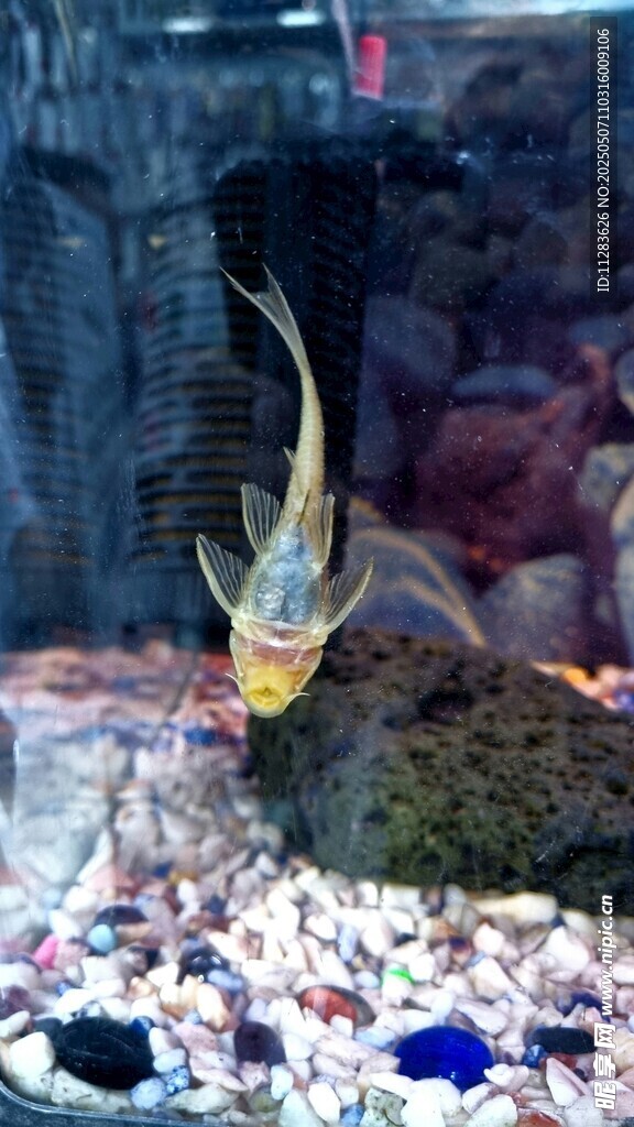美麗斗魚于多彩水族箱中