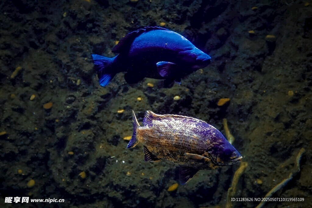 海底雙魚共游畫面