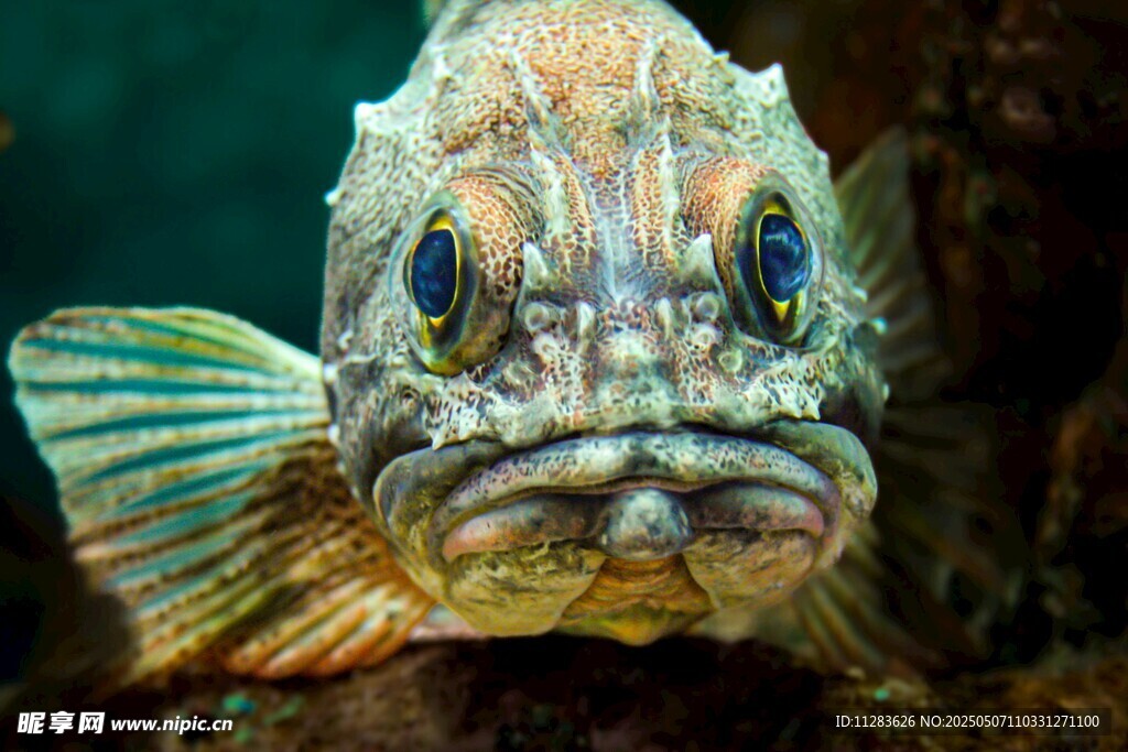 奇異海魚特寫