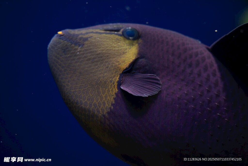 紫色海魚特寫
