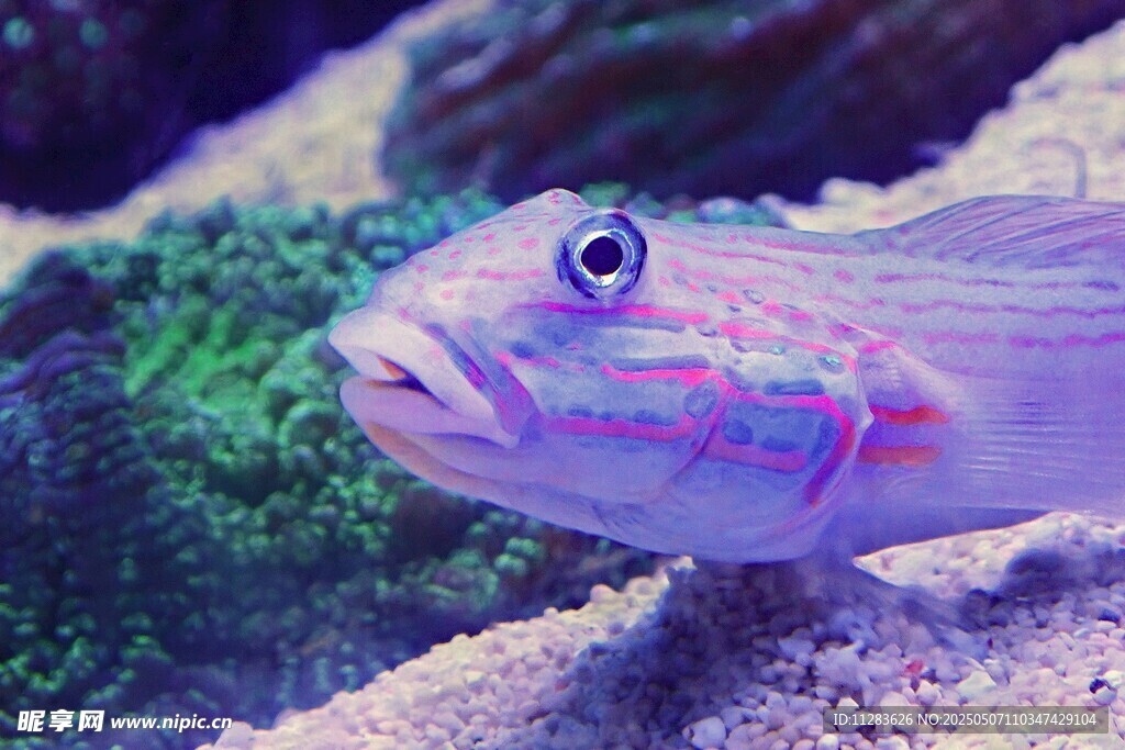 多彩海魚特寫