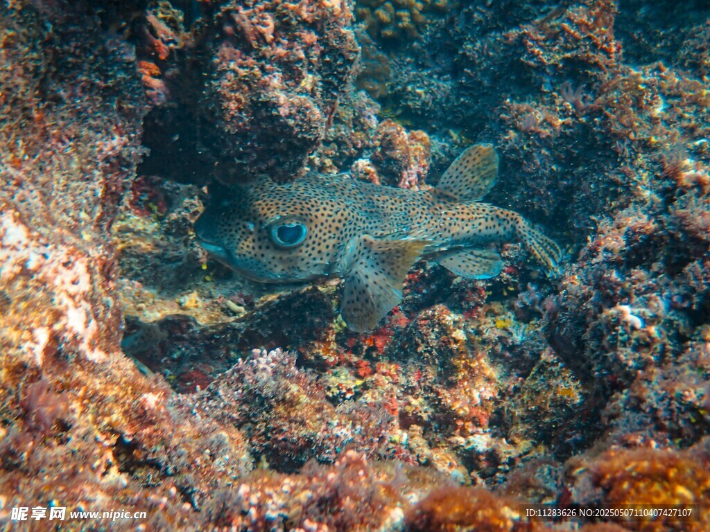 海底斑斕世界中的神秘魚(yú)類