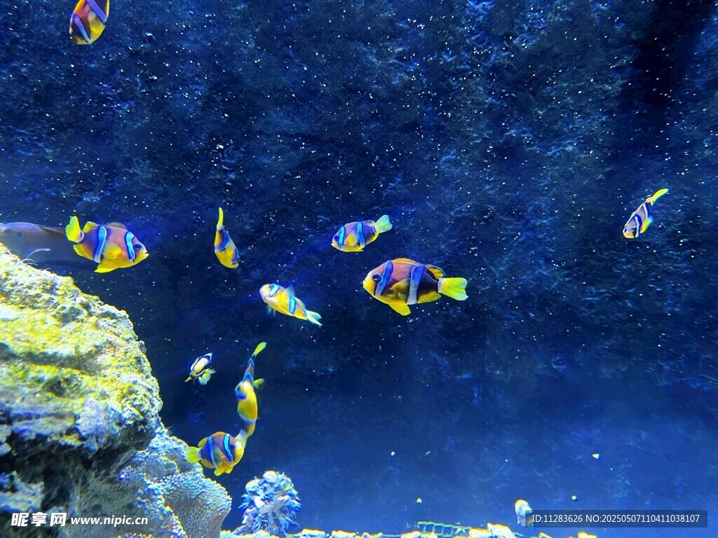 海底五彩魚群暢游景象