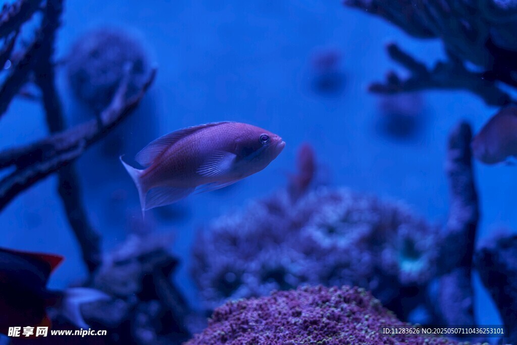 海底游魚與絢麗珊瑚景觀