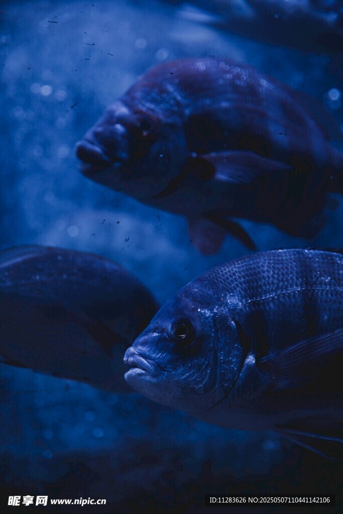 深海中的神秘魚類