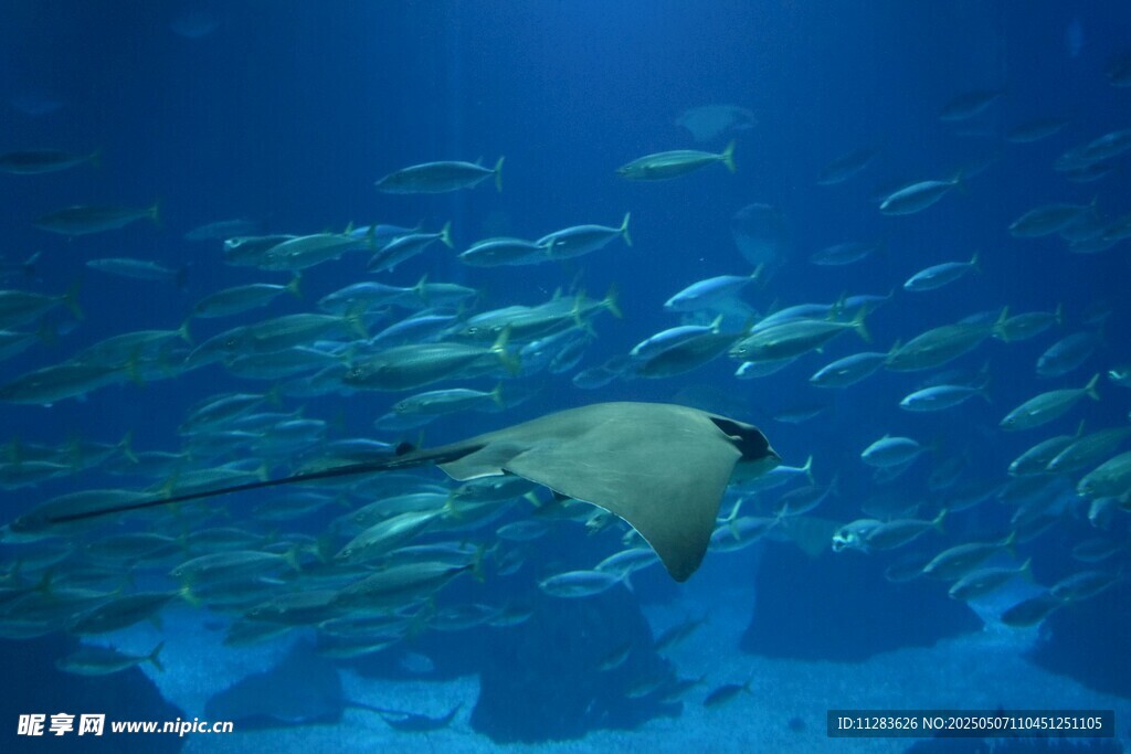 海洋中暢游的鰩魚與魚群