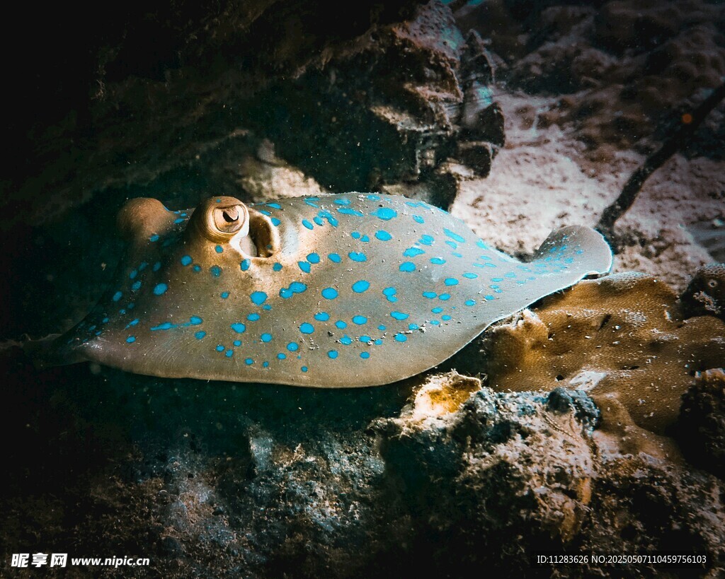 海底斑斕斑點鰩魚