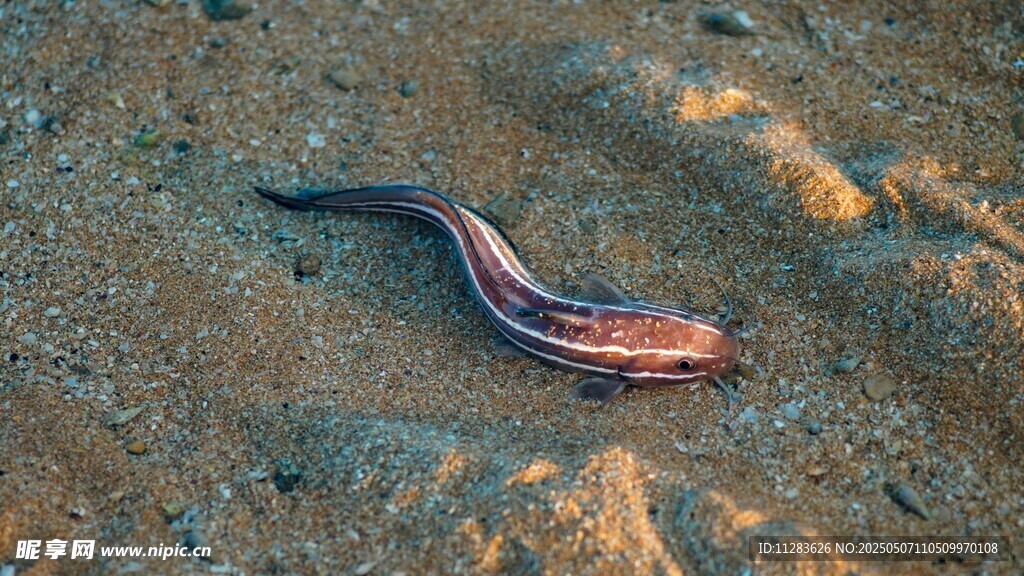 水底游動的彩色細長魚類