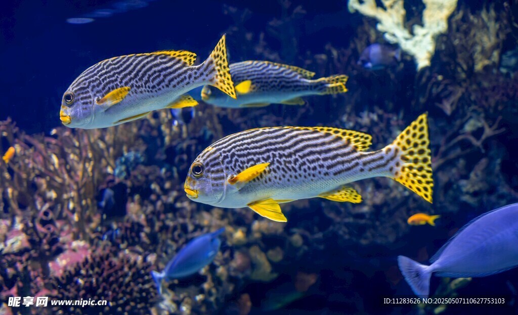 海底多彩魚群暢游景象