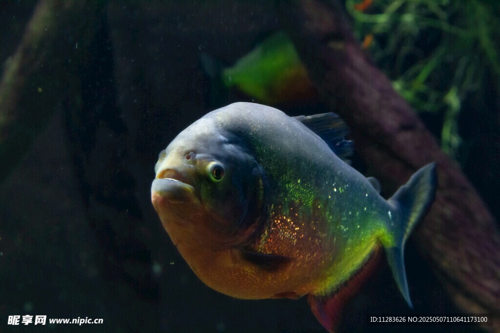 兇猛食人魚特寫