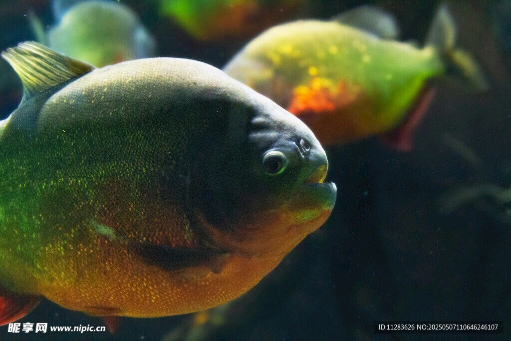 色彩斑斕的食人魚群