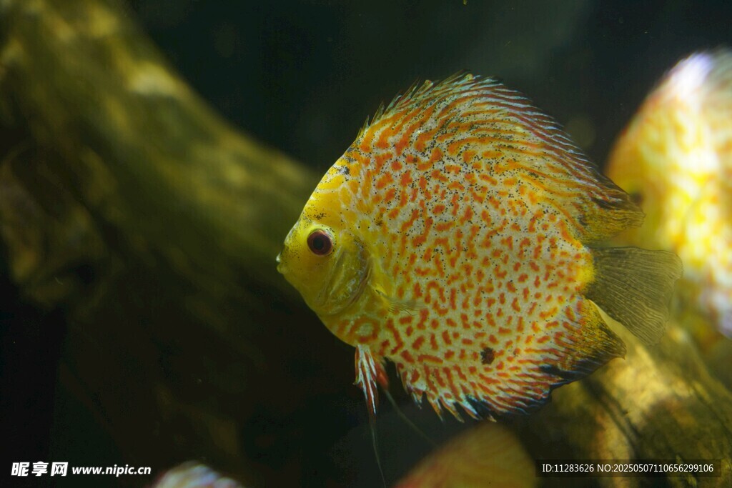 金色斑點(diǎn)七彩神仙魚特寫