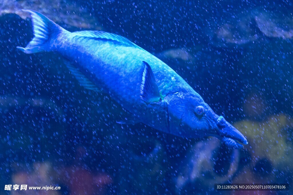 藍色大魚在水中游動