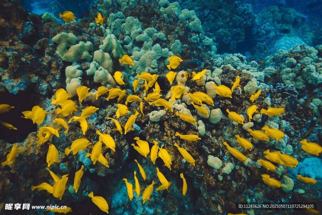 海底群魚(yú)與珊瑚景觀