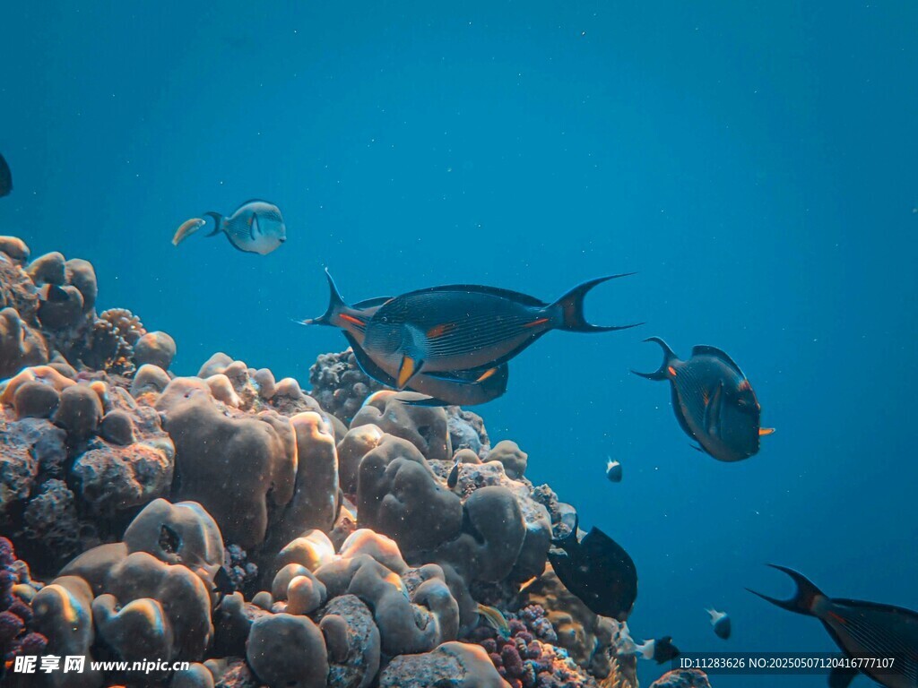 海底珊瑚與游動的魚類