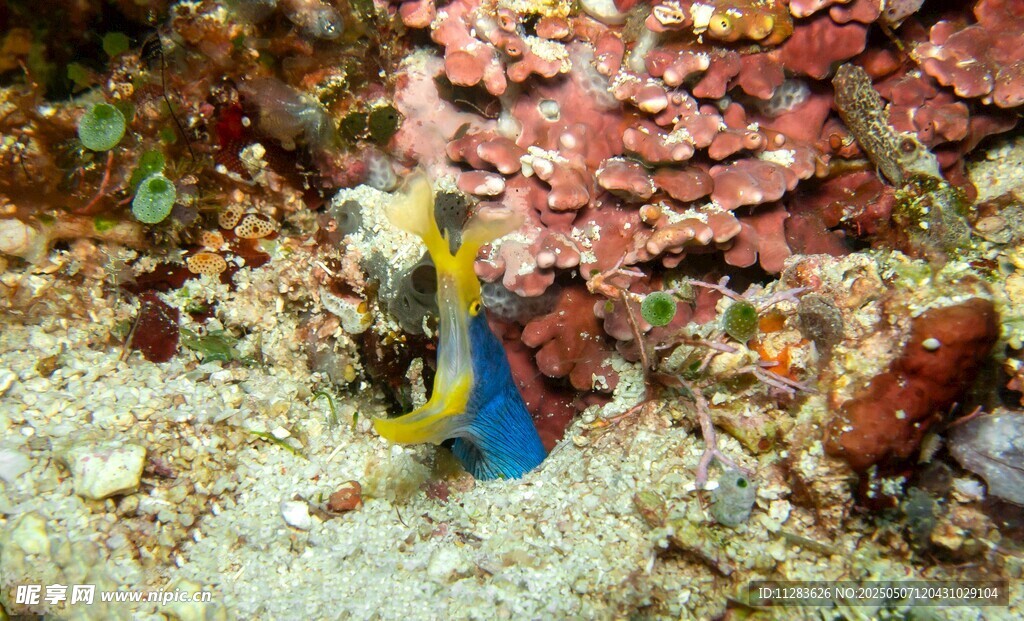 海底多彩小魚與珊瑚景觀