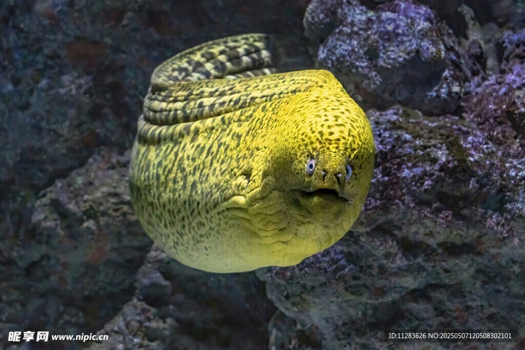 黃色海鰻在水中游動