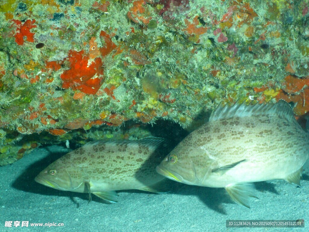 海底雙魚游弋于珊瑚間
