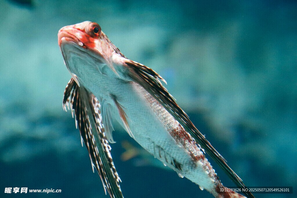 水中游動的艷麗觀賞魚