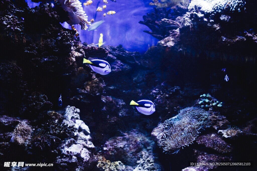 深海神秘景象中的靈動魚類