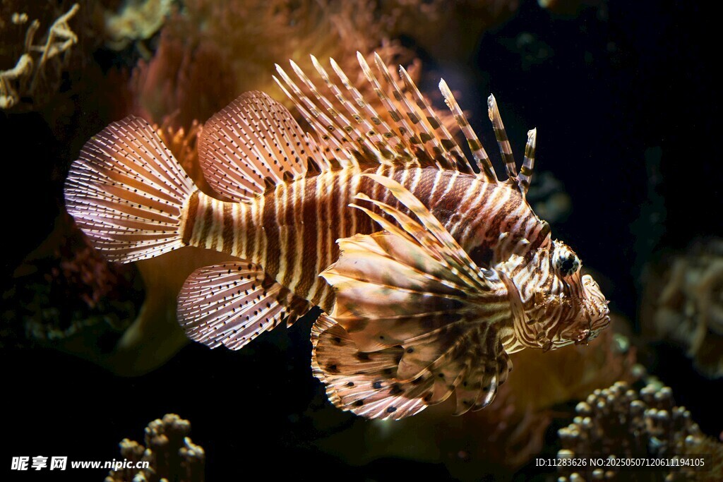 海洋中的美麗獅子魚
