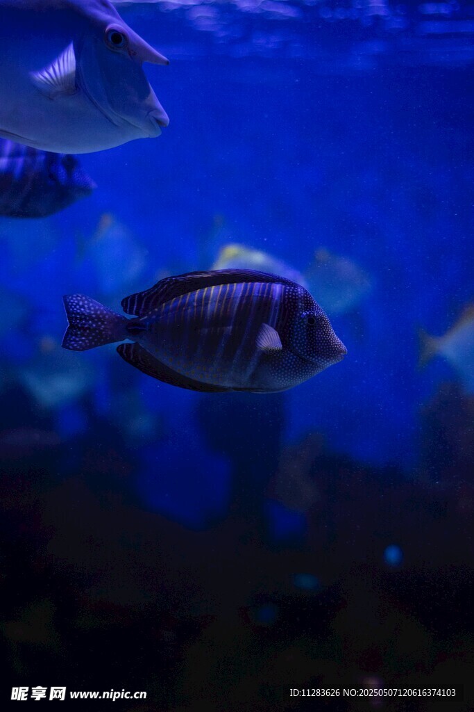 水族館中游動的條紋魚