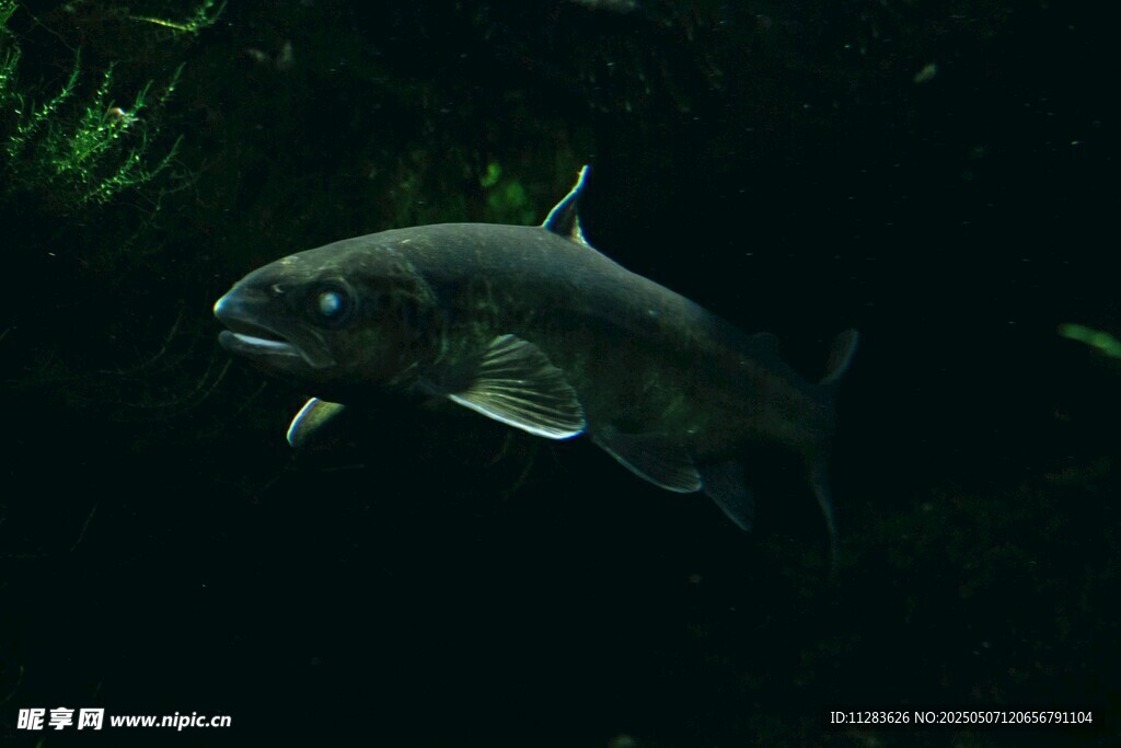 水中游弋的神秘大魚
