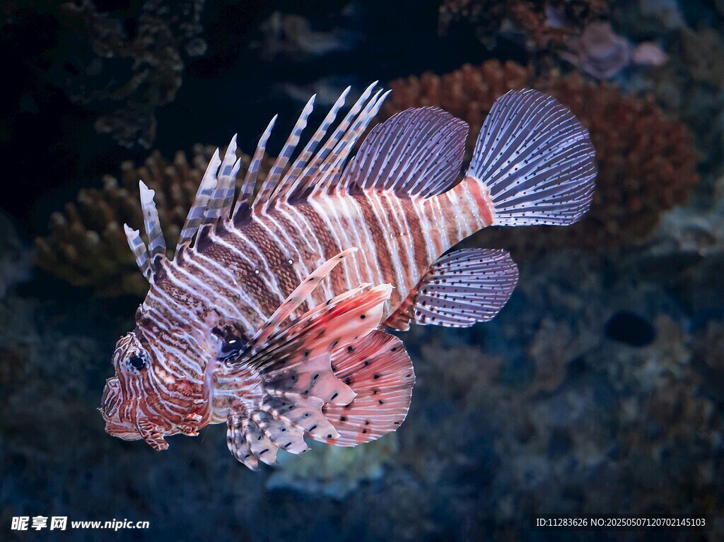 海洋中的美麗獅子魚