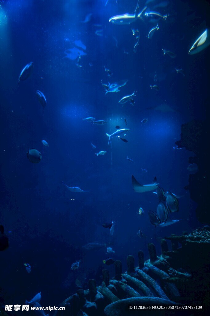 深海中游動的多彩魚類