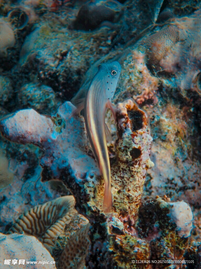 海底世界中的靈動小魚