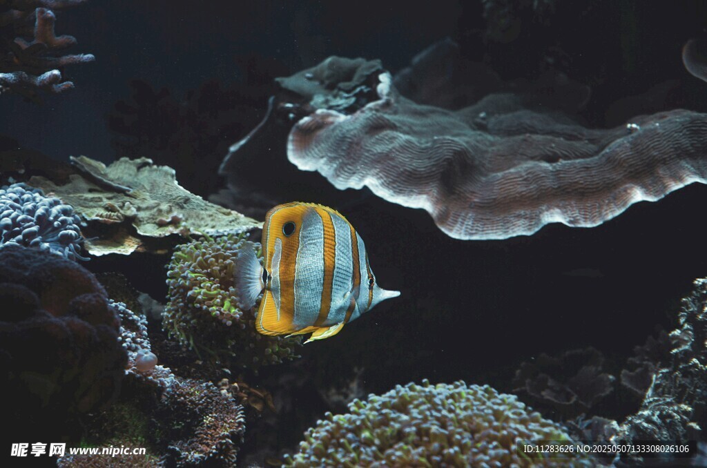 海底游動的美麗條紋海魚
