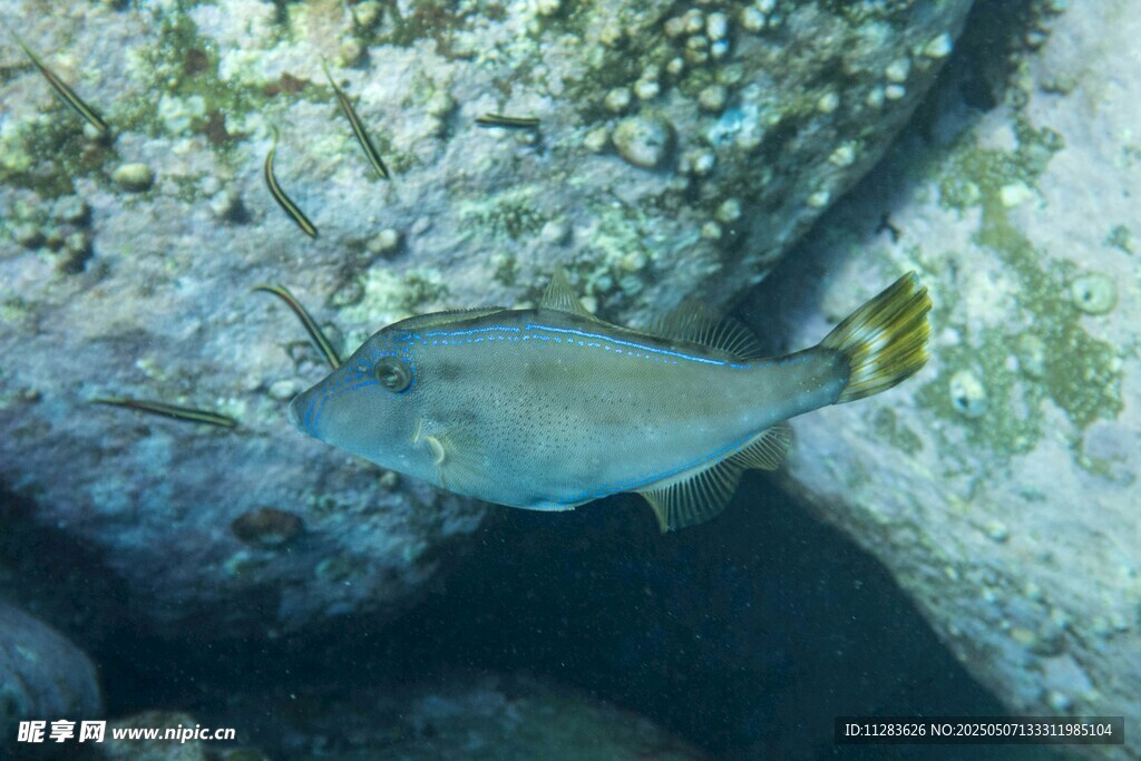 礁石旁游動的藍色小魚