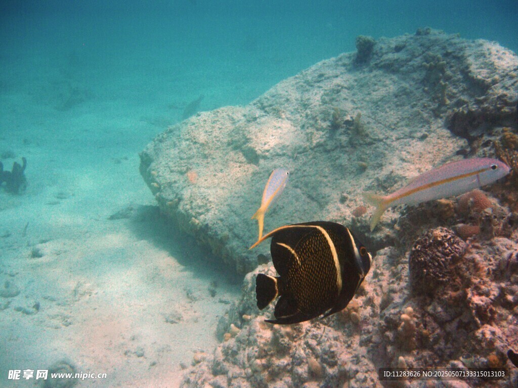 海底游動的條紋小魚