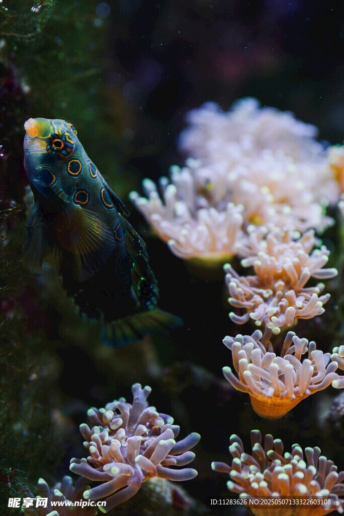 海底珊瑚與靈動(dòng)小魚