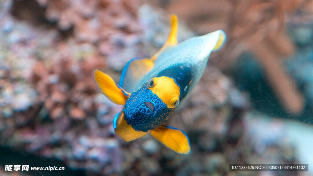 色彩斑斕的海洋觀賞魚