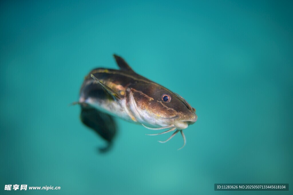 水中游動的條紋小魚