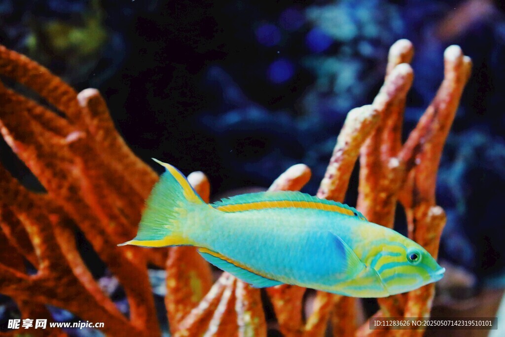 珊瑚叢中的多彩小魚