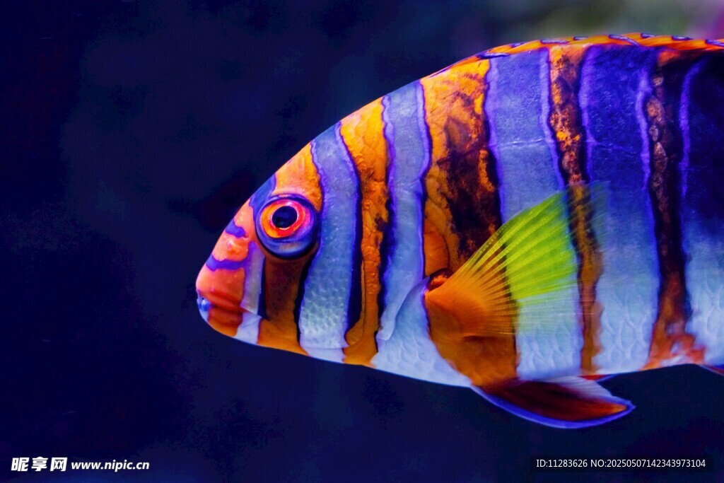 多彩條紋觀賞魚特寫