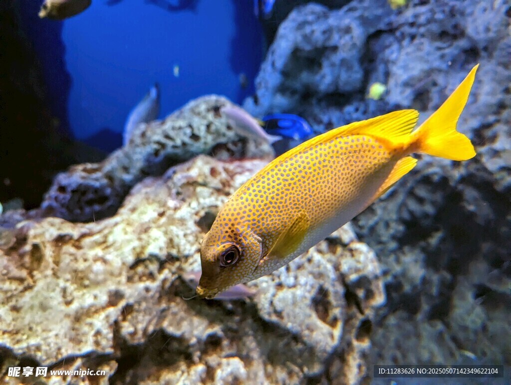 黃色海魚游弋于礁石間