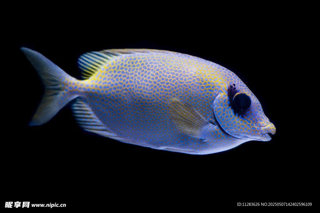 優(yōu)雅藍(lán)調(diào)海水魚特寫