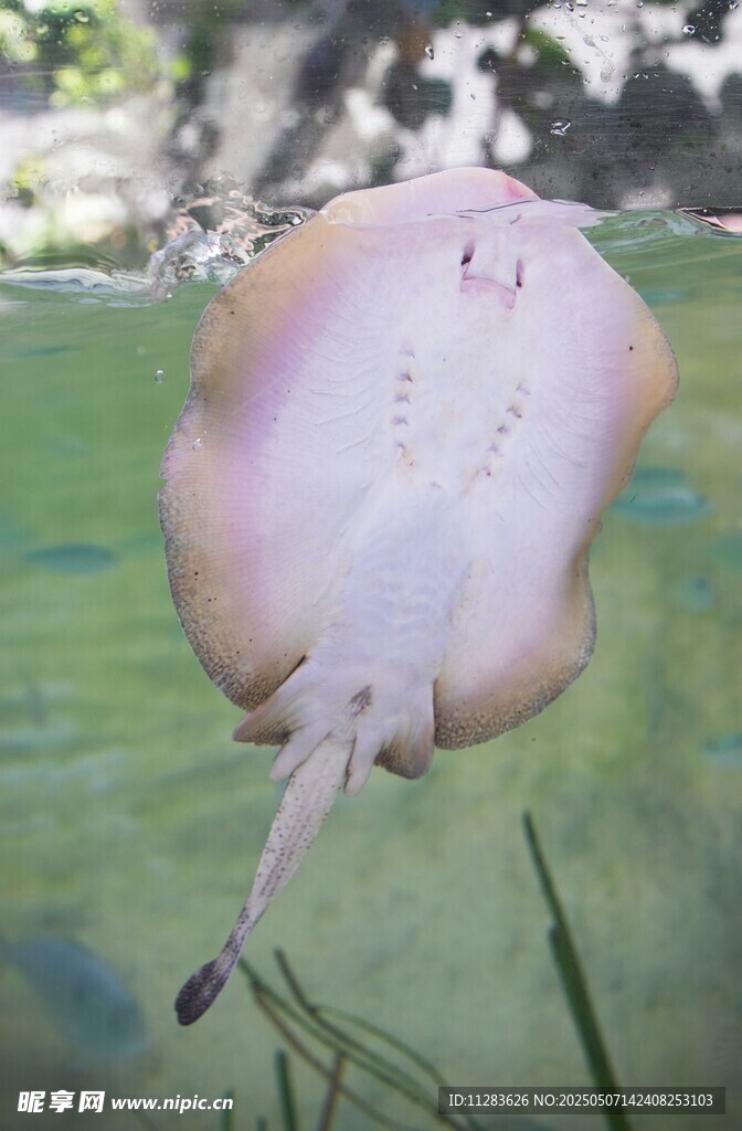水中的粉色魟魚